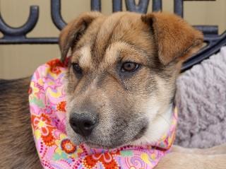 Enlarge Shorty, an adopted mixed breed in Anaconda, MT image 6/6