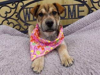 Enlarge Shorty, an adopted mixed breed in Anaconda, MT image 5/6