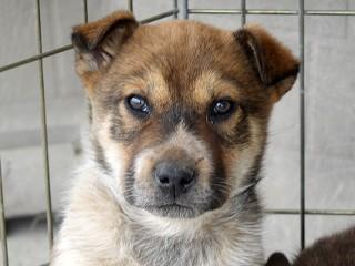Shorty, adopted, Young Male Cattle Dog.