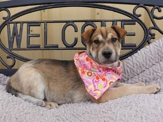 Enlarge Shorty, an adopted mixed breed in Anaconda, MT image 4/6