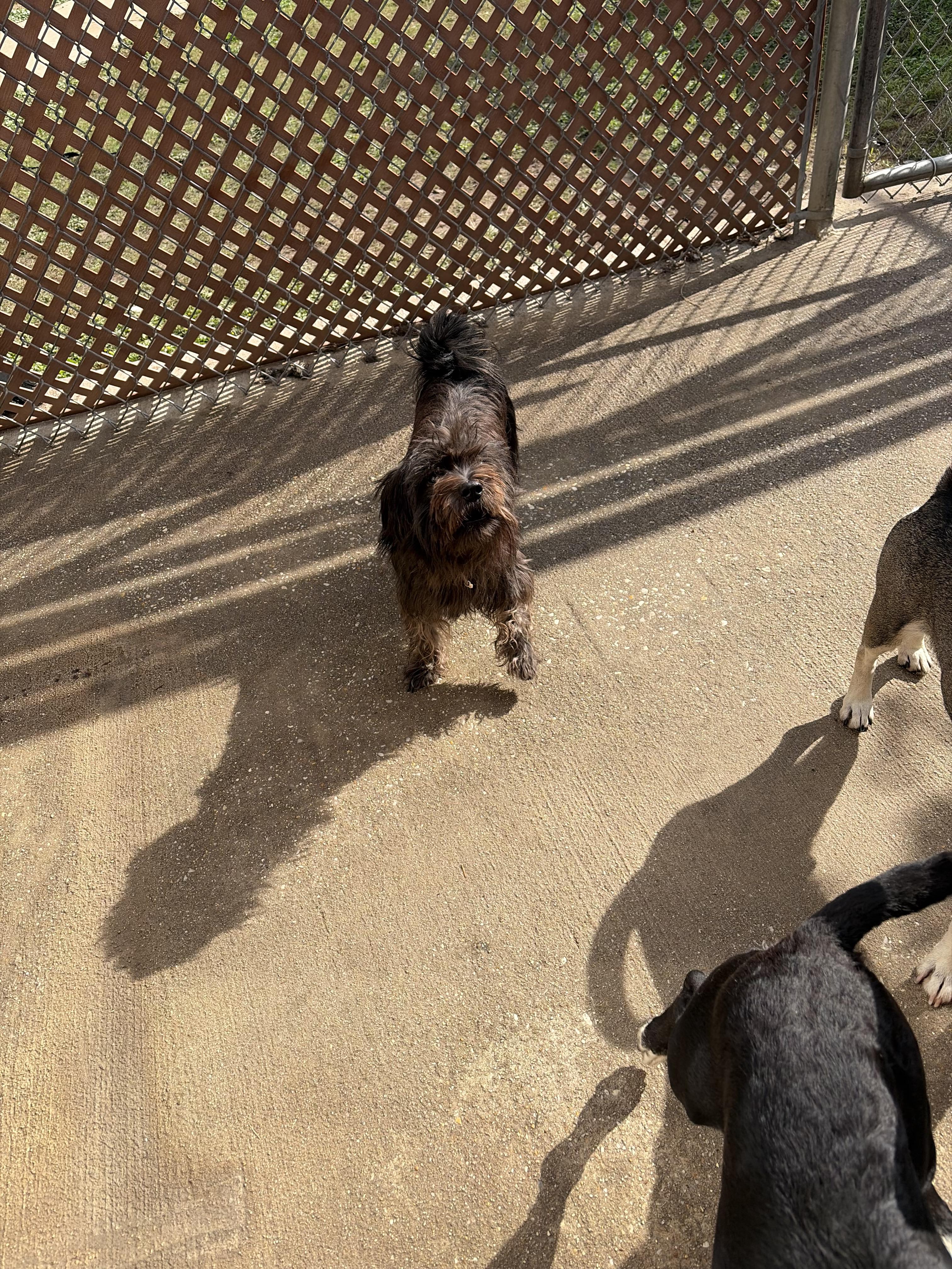 Doobie, Adoptable, Adult Female Shih Tzu.