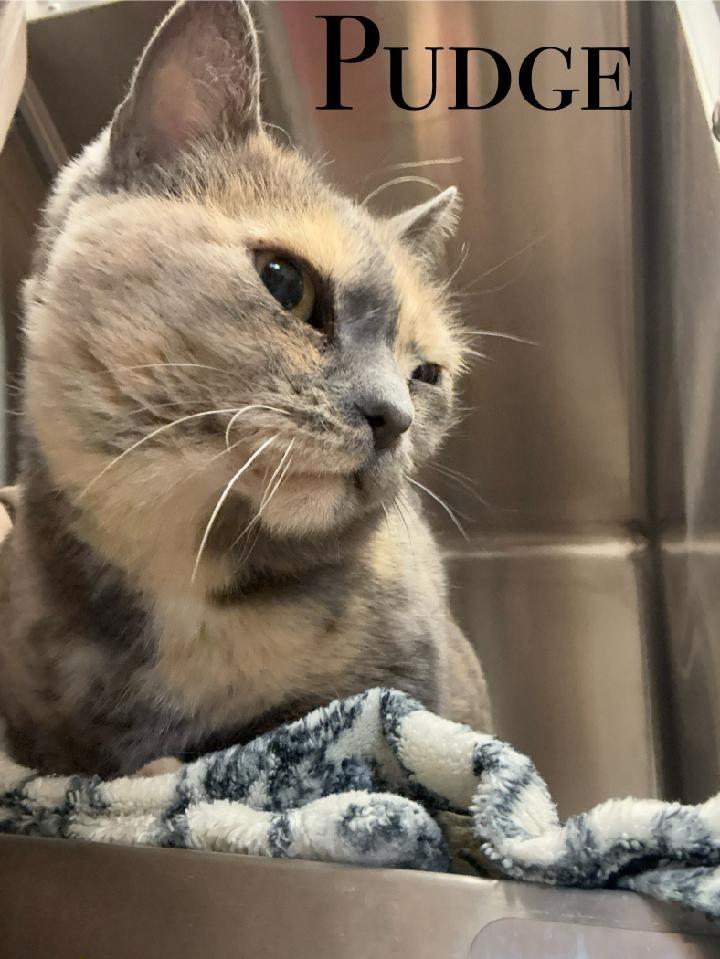 Pudge, Adoptable, Senior Female Dilute Calico.