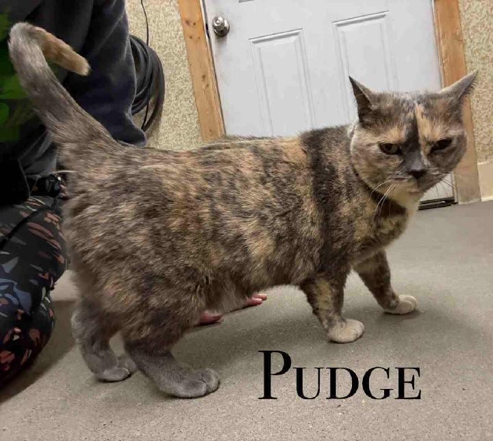 Pudge, Adoptable, Senior Female Dilute Calico.