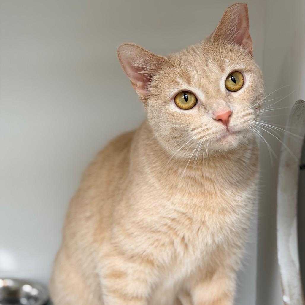 Rooibos — thumbnail 2