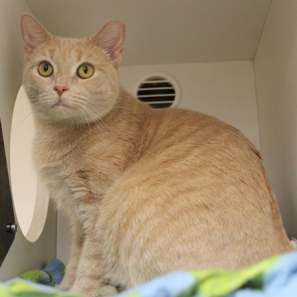 Rooibos — thumbnail 3