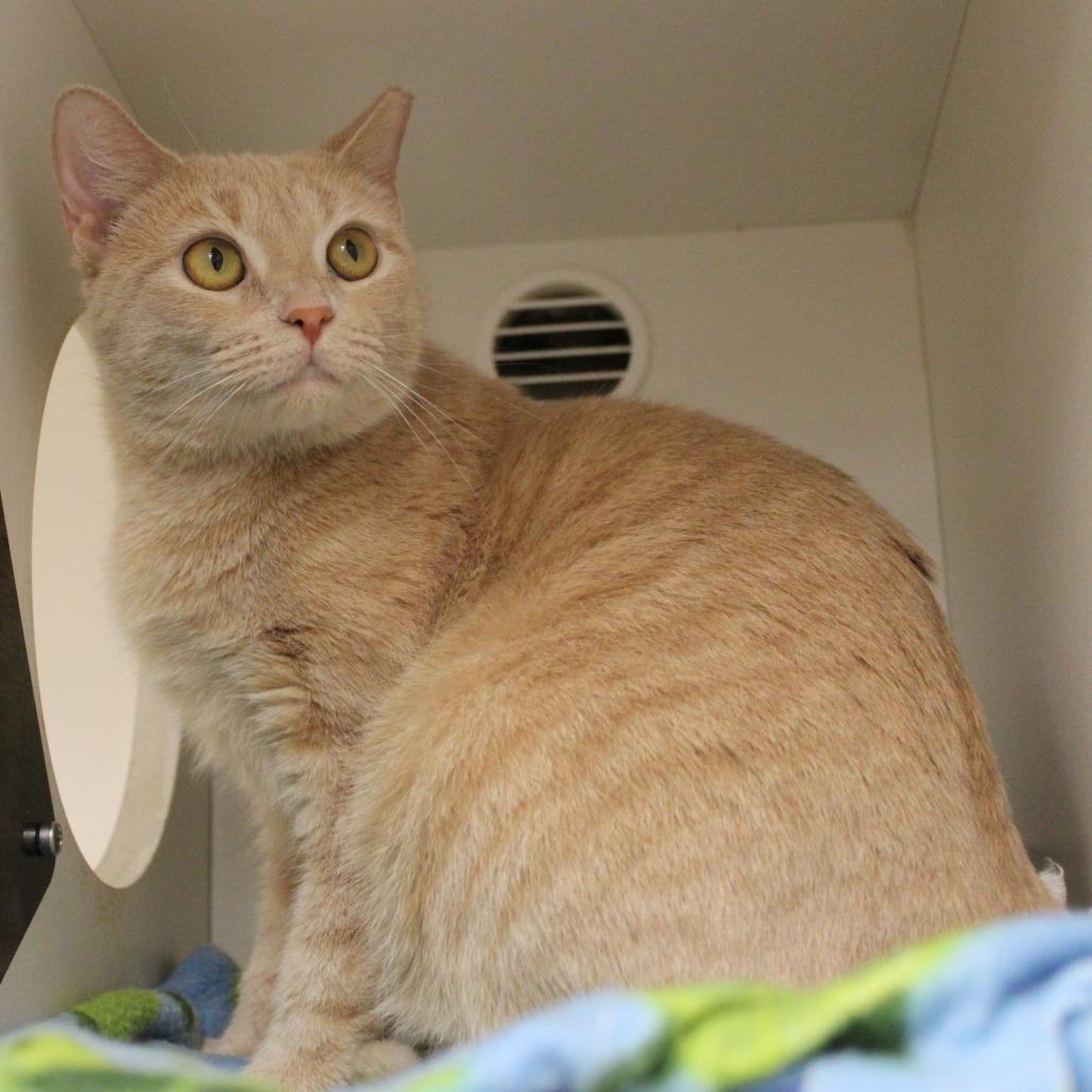 Rooibos — thumbnail 5