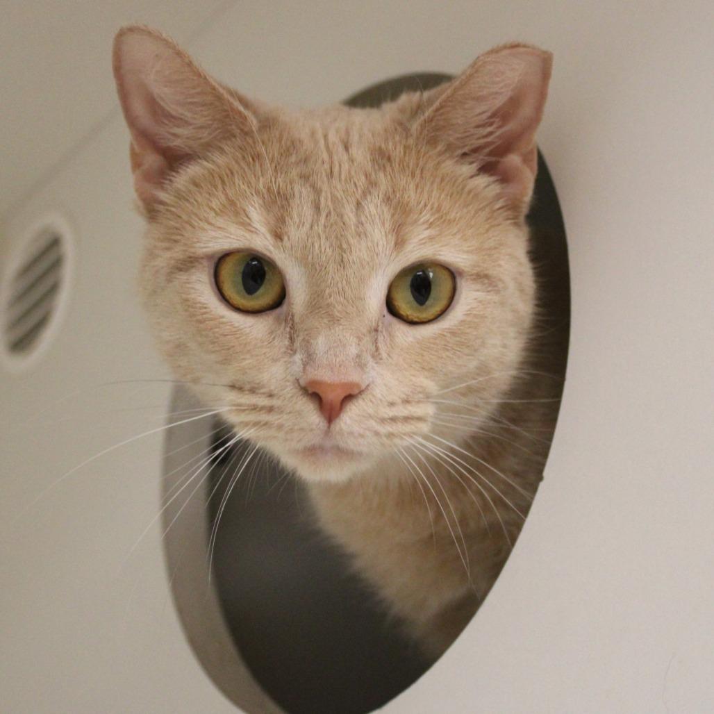 Rooibos — thumbnail 6