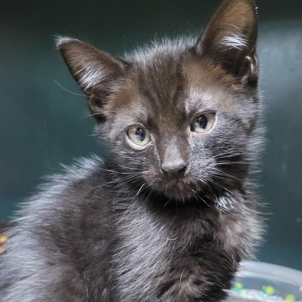Chanterelle, a Adoptable American Curl in Leander, TX image 1/2