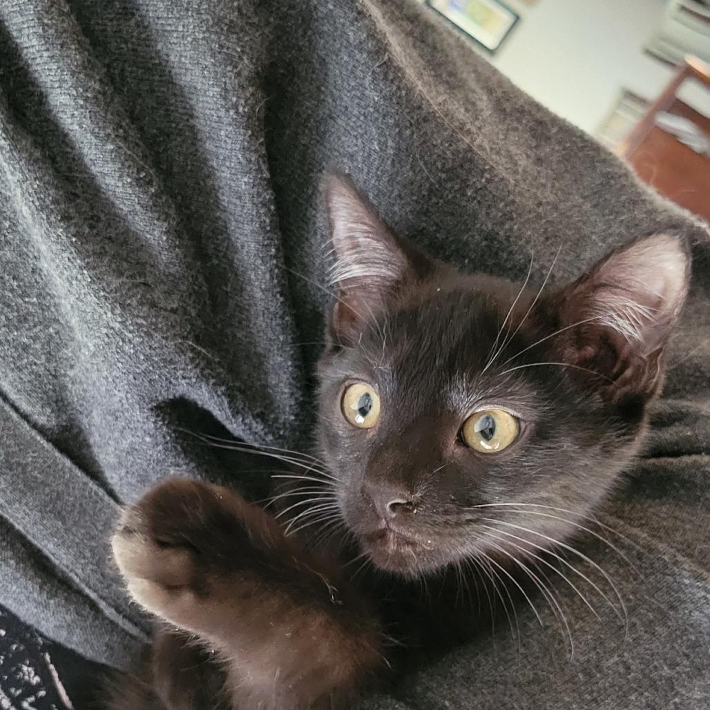 Chanterelle, a Adoptable American Curl in Leander, TX image 2/2