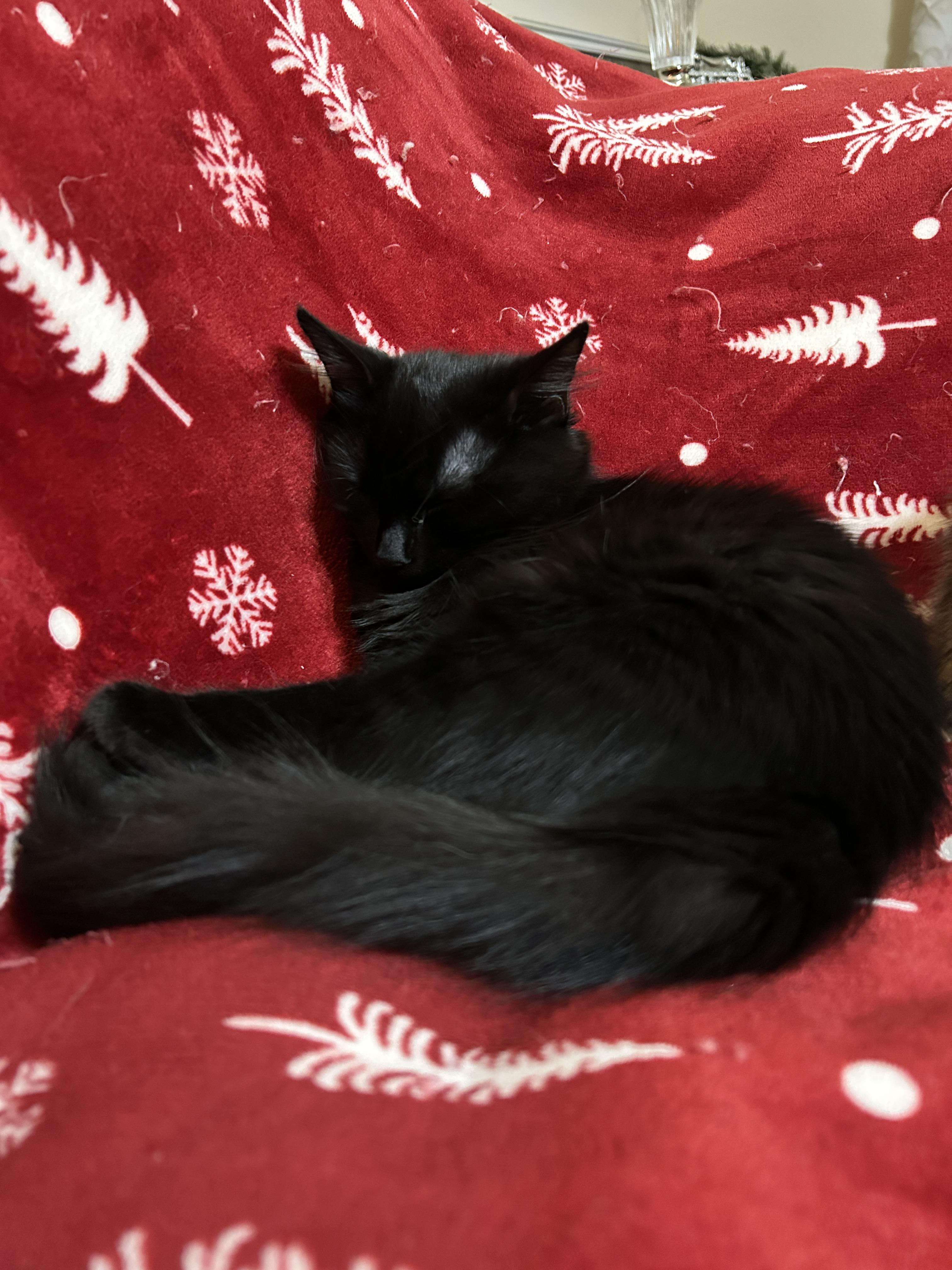 Enlarge Zassy/Zazzy (Fun & Loving), a Adoptable mixed breed in Seattle, WA image 5/5