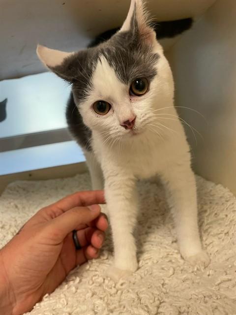 Enlarge WALKER, a Adoptable Domestic Medium Hair in Louisville, KY image 1/1