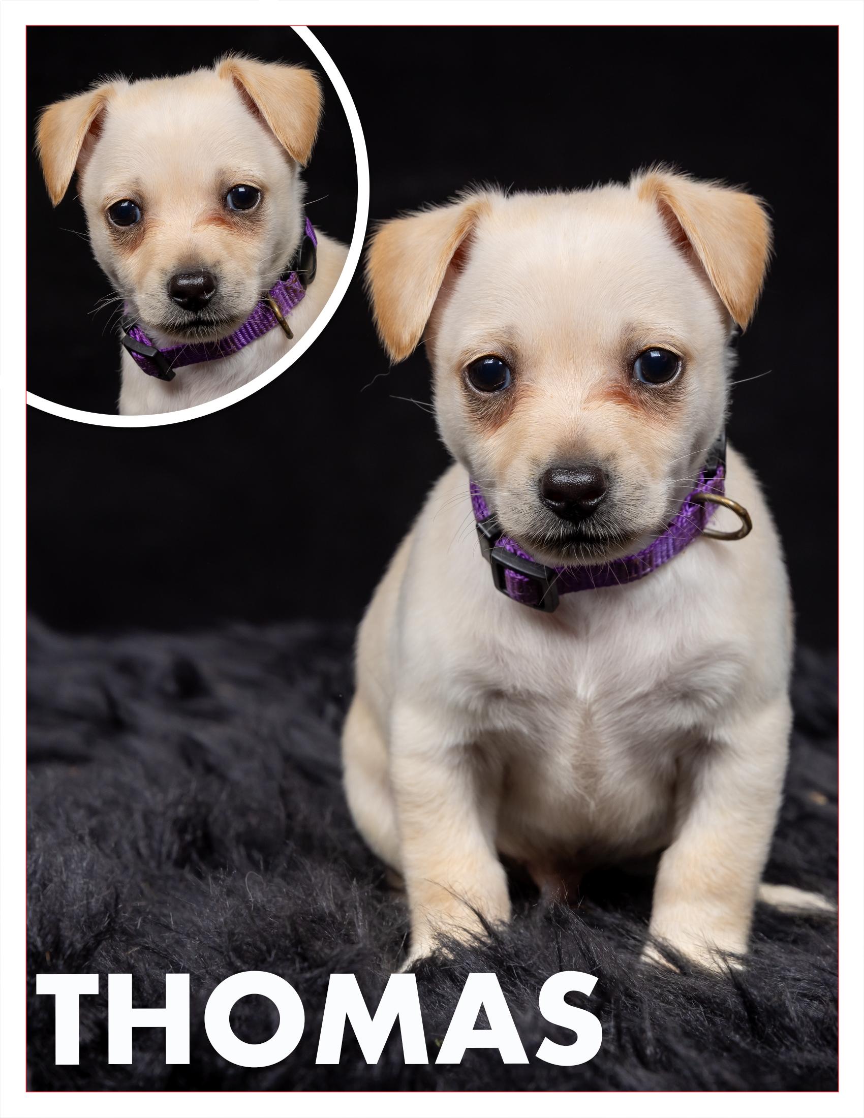 Enlarge Thomas, a Adopted mixed breed in Salem, OR image 1/1