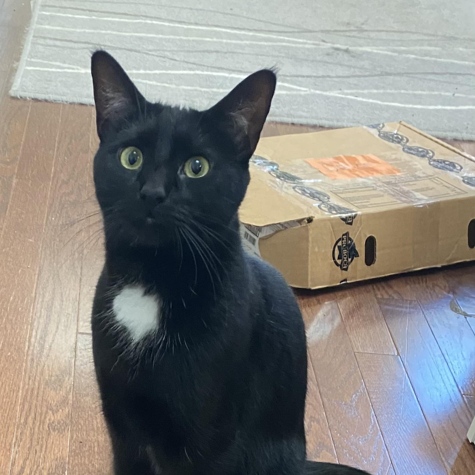 ELAINA, Adoptable, Young Female Domestic Short Hair.