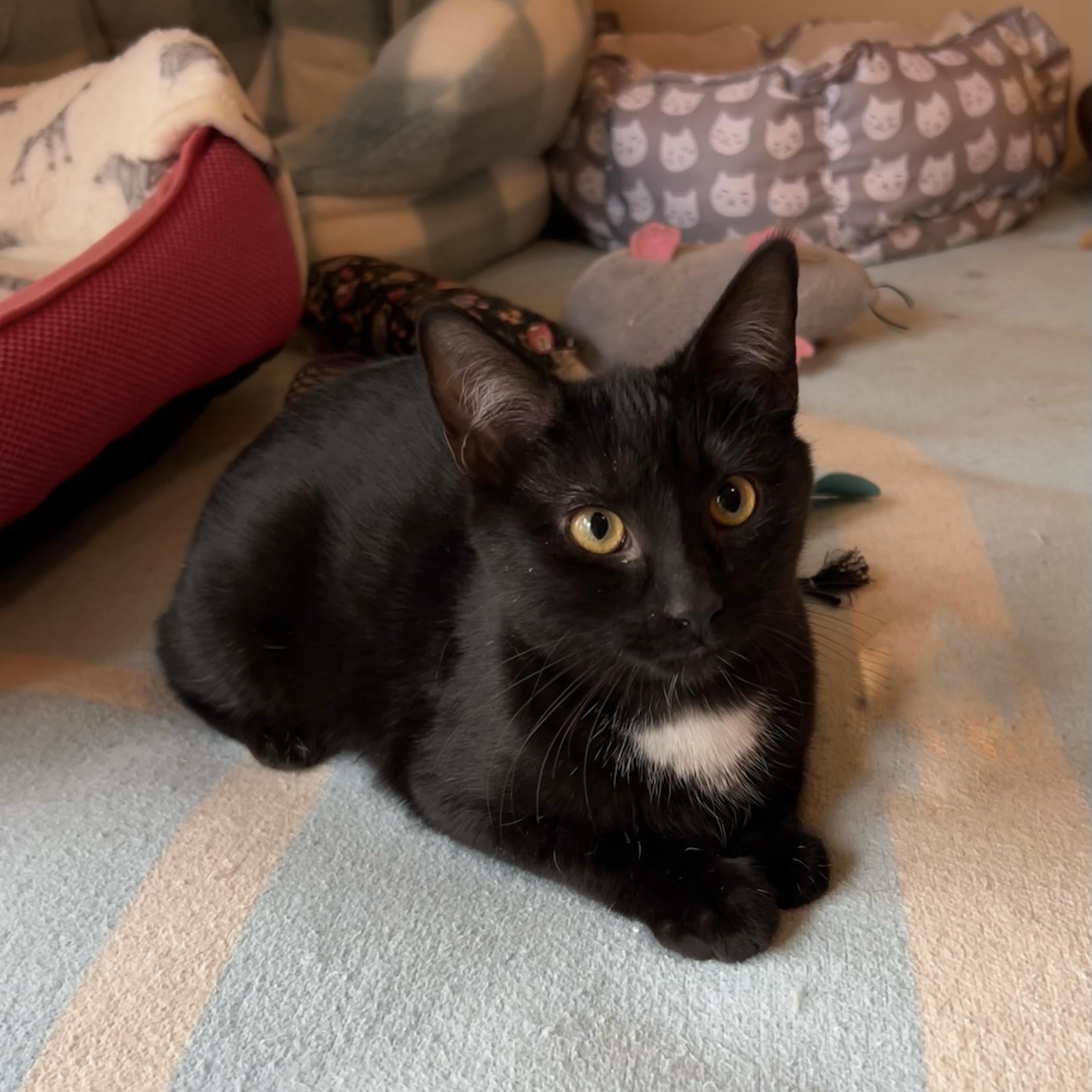 ELAINA, a Adoptable Domestic Short Hair in Delhi, ON image 2/5