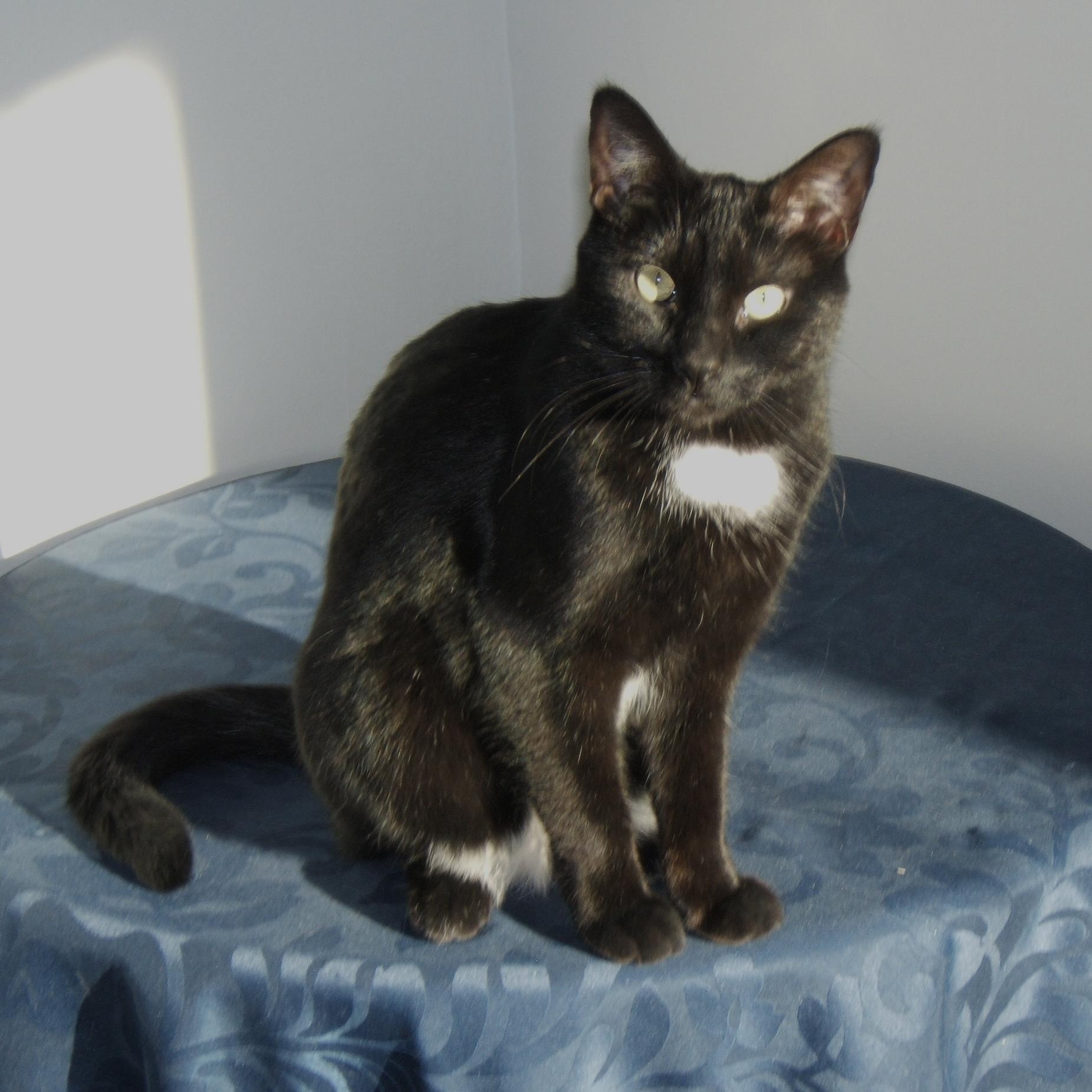 ELAINA, a Adoptable Domestic Short Hair in Delhi, ON image 2/6
