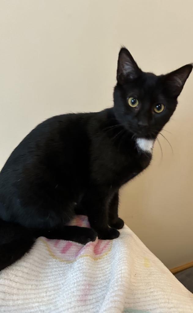 ELAINA, a Adoptable Domestic Short Hair in Delhi, ON image 5/6