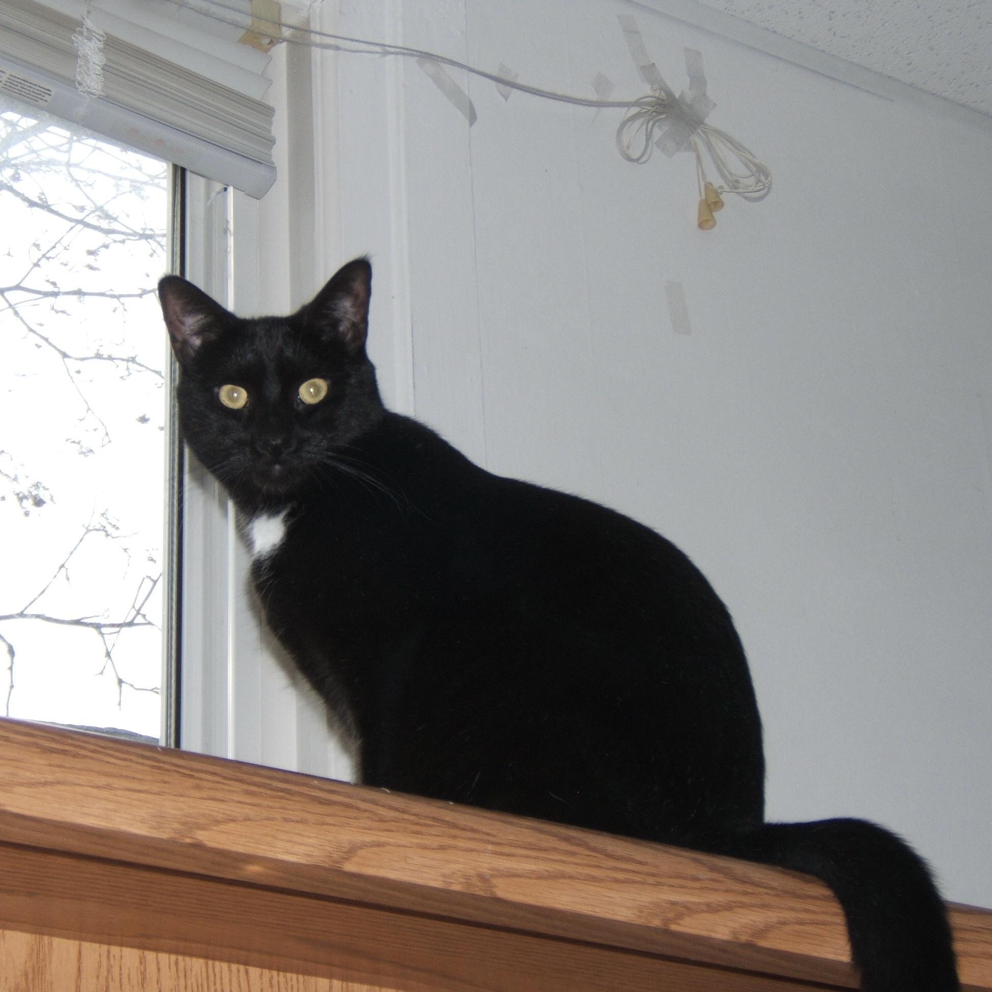 ELAINA, a Adoptable Domestic Short Hair in Delhi, ON image 3/6