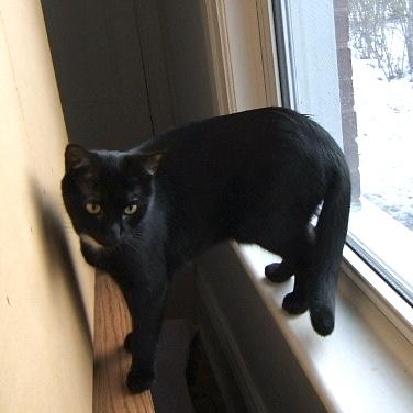 ELAINA, a Adoptable Domestic Short Hair in Delhi, ON image 4/6