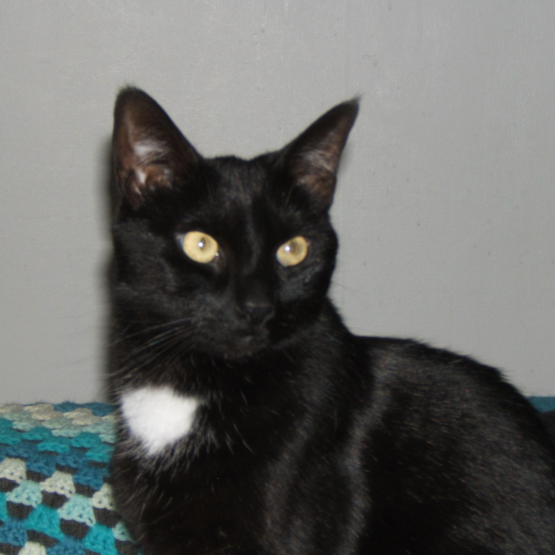 ELAINA, a Adoptable Domestic Short Hair in Delhi, ON image 5/5