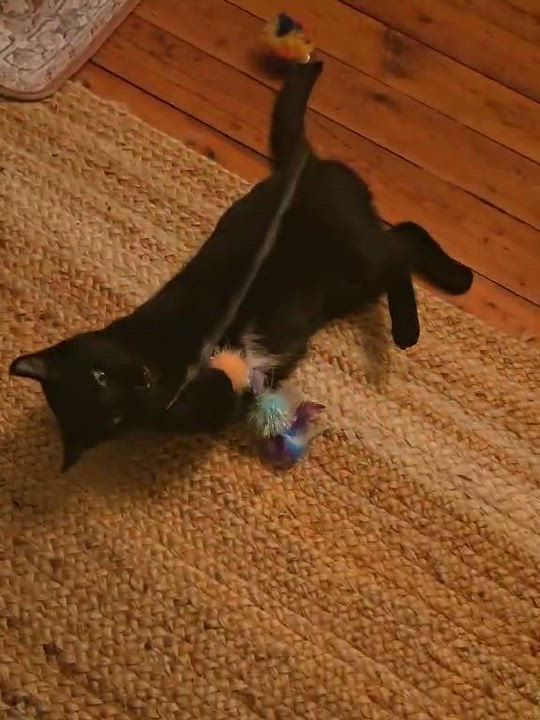 Enlarge ELAINA, a Adoptable Domestic Short Hair in Delhi, ON video 6/6