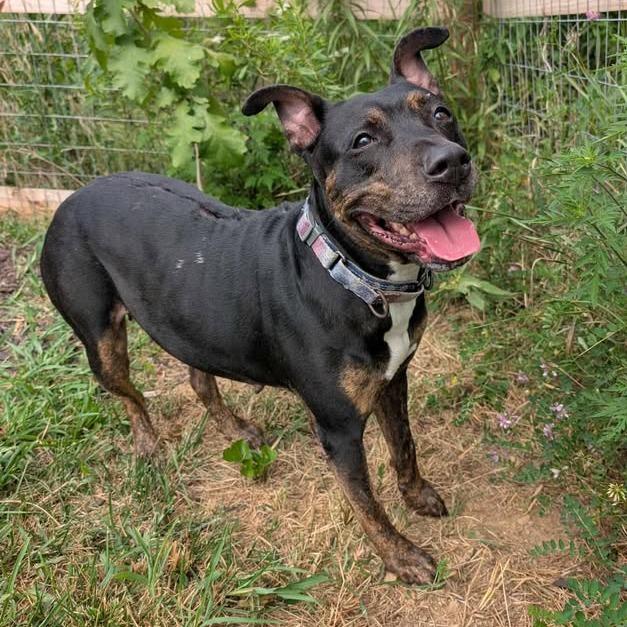 Trixie, Adoptable, Adult Female Terrier.