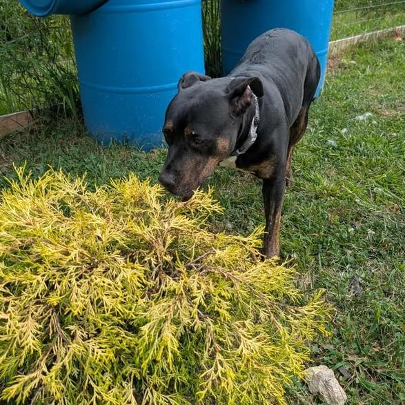 Enlarge Trixie, a Adoptable Terrier in Waynesboro, PA image 2/4