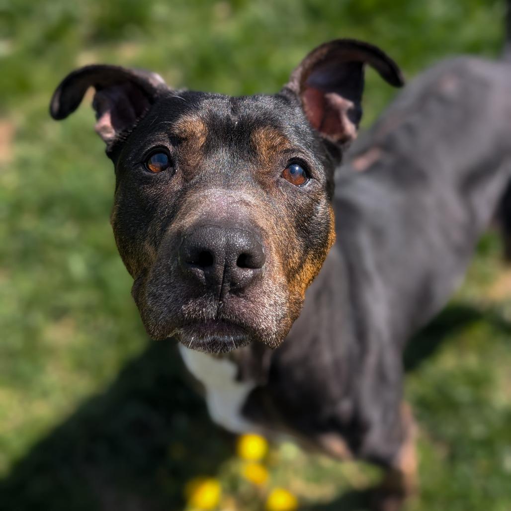 Enlarge Trixie, a Adoptable Terrier in Waynesboro, PA image 3/4
