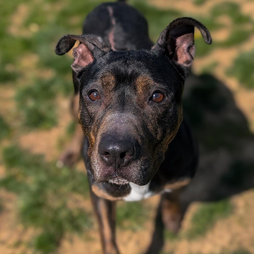 Enlarge Trixie, a Adoptable Terrier in Waynesboro, PA image 4/4