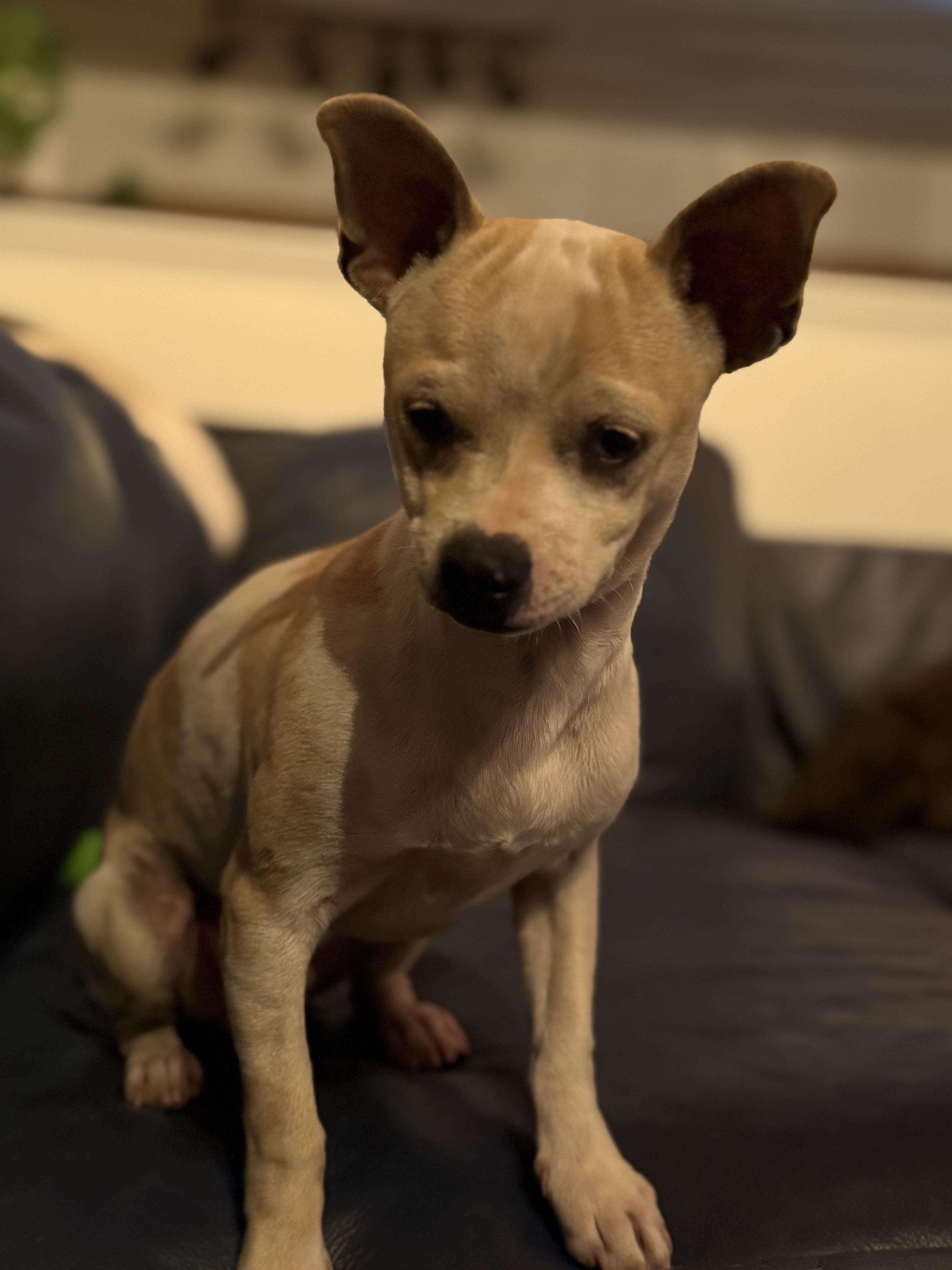Chico , ADOPTABLE, Young Male Chihuahua.