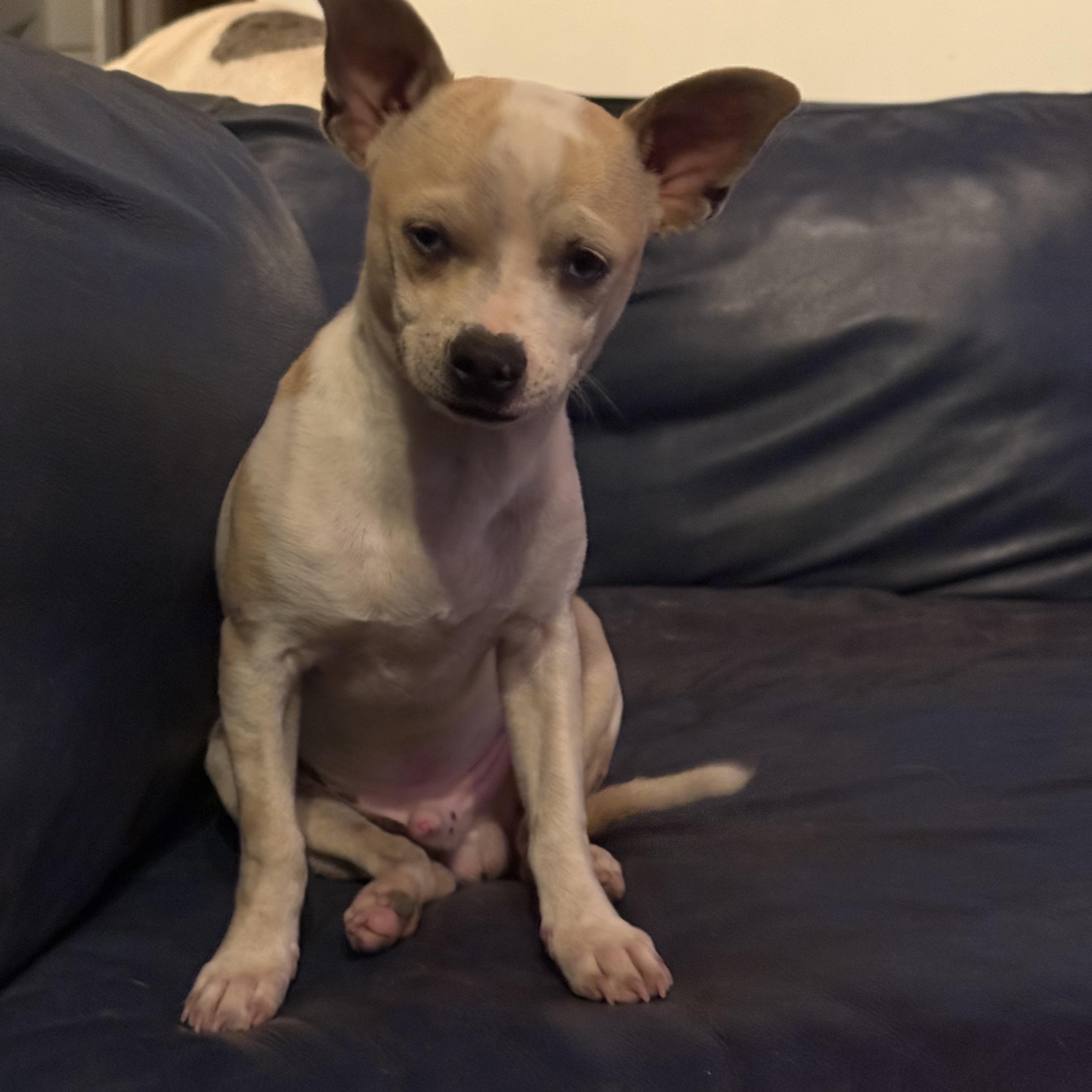 Chico , a ADOPTABLE Chihuahua in Lexington, NC image 2/2