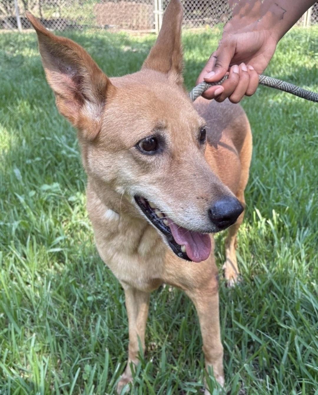 Kay Kay - 7 Year Old Carolina Dog Mix - Dog Friendly - UPD on Shots - Spayed