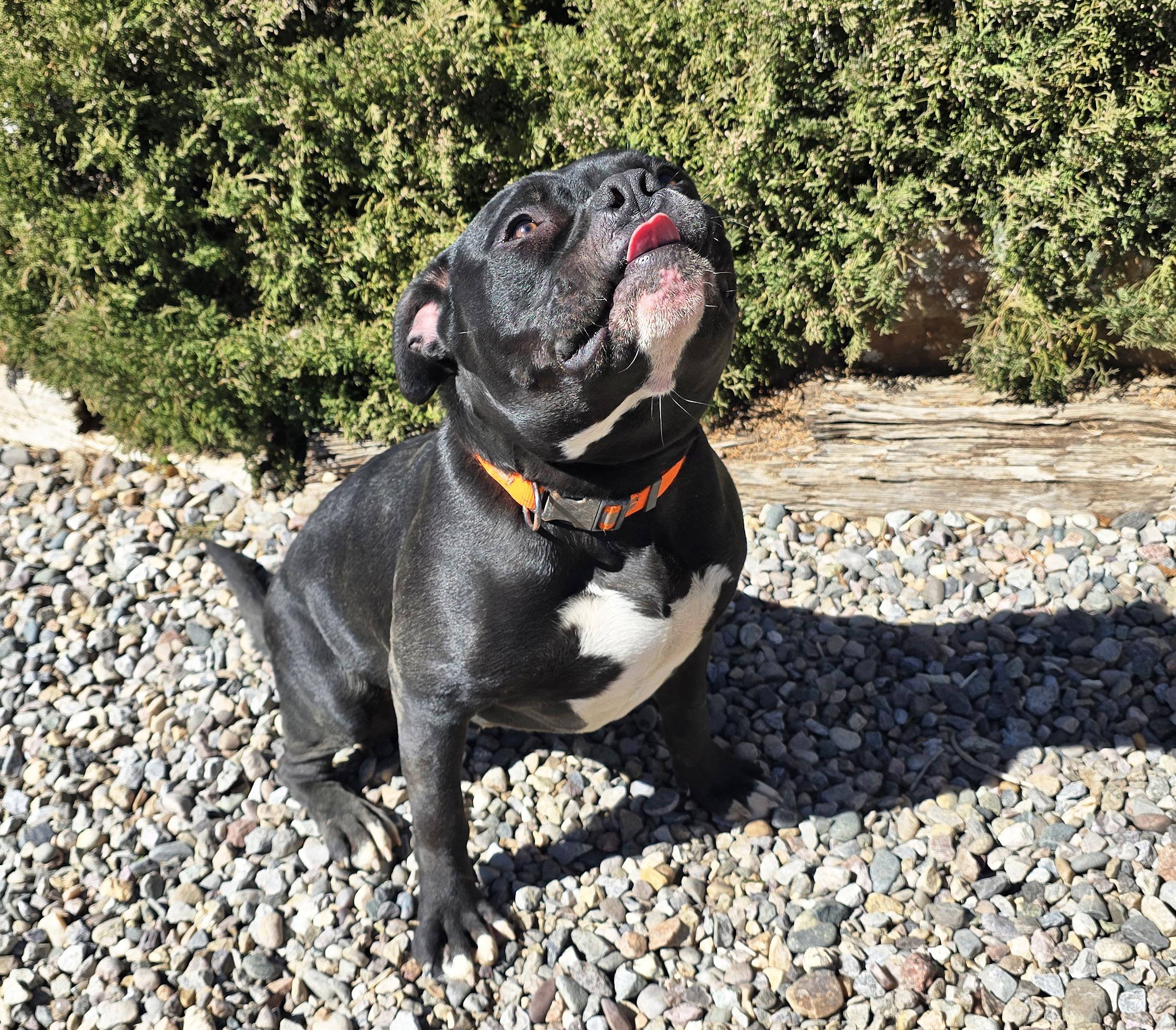 Enlarge Chauncey de Charmer ~ Exquisite Pocket Bully !!!, a Adoptable American Bully in Albuquerque, NM image 3/5