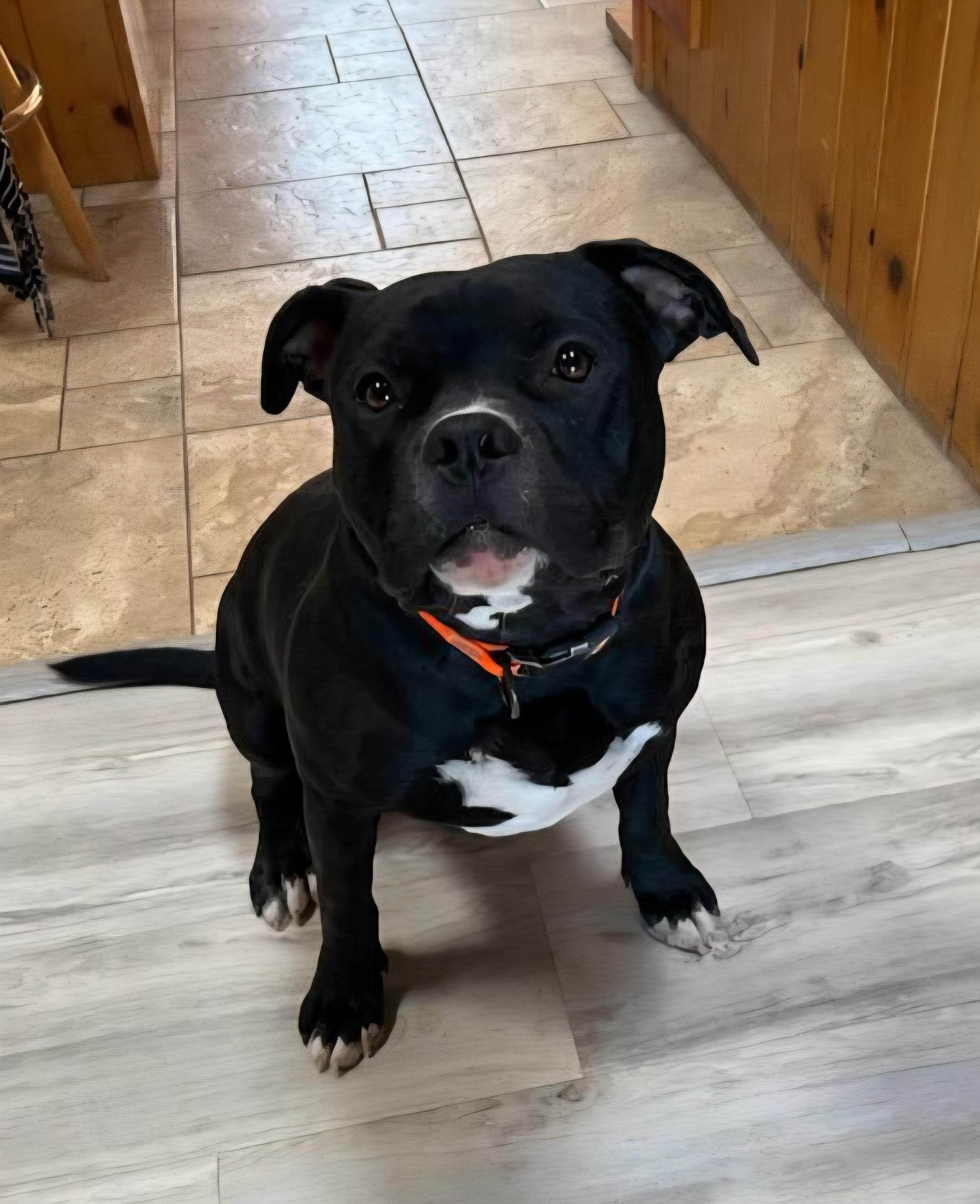 Enlarge Chauncey de Charmer ~ Exquisite Pocket Bully !!!, a Adoptable American Bully in Albuquerque, NM image 2/3