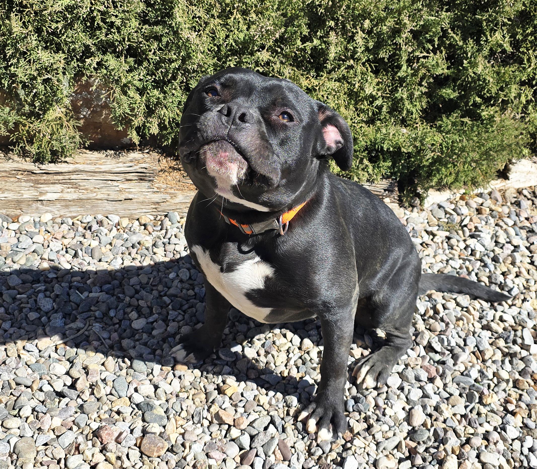 Enlarge Chauncey de Charmer ~ Exquisite Pocket Bully !!!, a Adoptable American Bully in Albuquerque, NM image 5/5