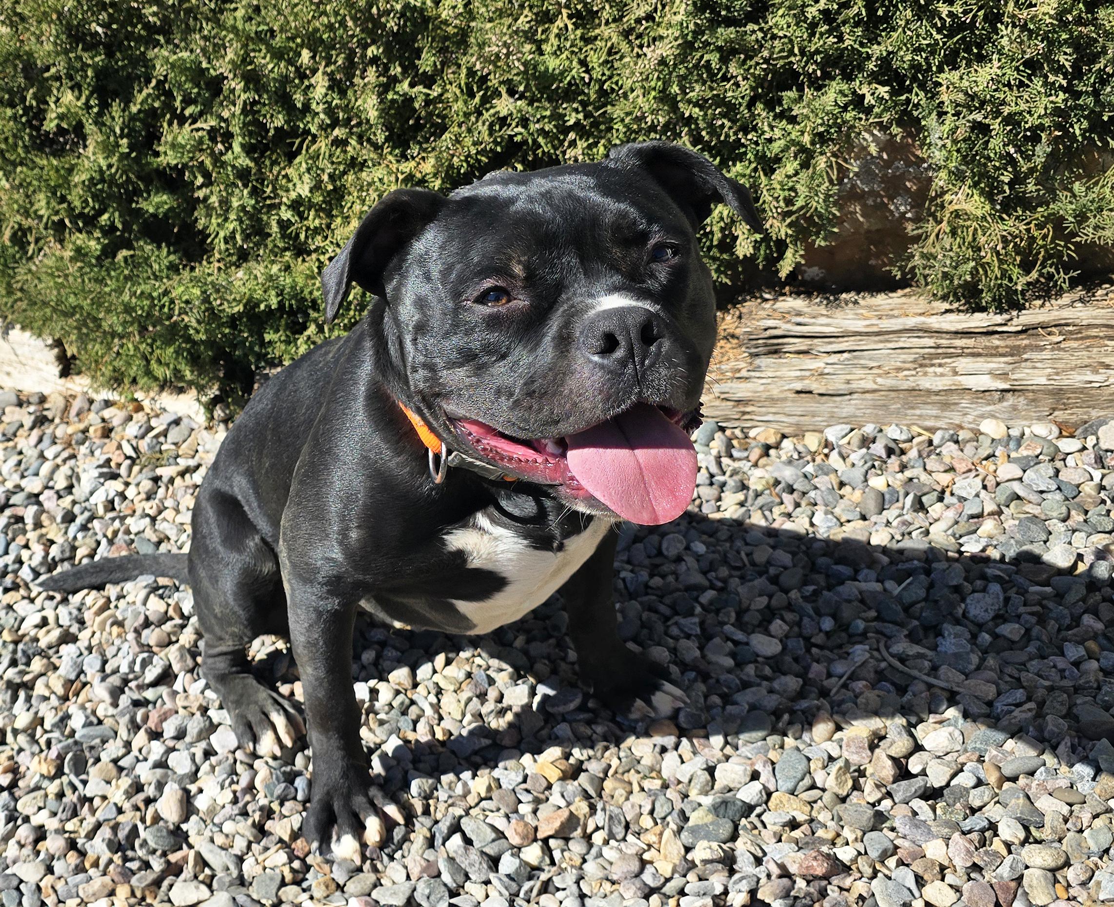 Enlarge Chauncey de Charmer ~ Exquisite Pocket Bully !!!, a Adoptable American Bully in Albuquerque, NM image 3/3