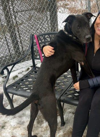 Teddy, a ADOPTABLE mixed breed in Bedford Hills, NY image 3/6