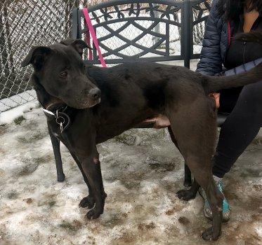 Teddy, a ADOPTABLE mixed breed in Bedford Hills, NY image 2/6