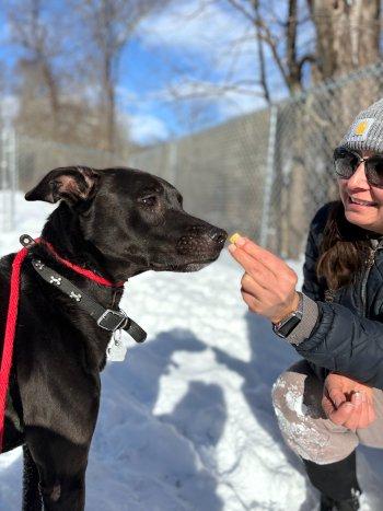 Teddy, a ADOPTABLE mixed breed in Bedford Hills, NY image 5/6