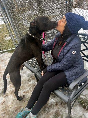 Teddy, a ADOPTABLE mixed breed in Bedford Hills, NY image 6/6