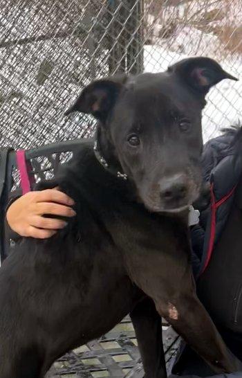 Teddy, a ADOPTABLE mixed breed in Bedford Hills, NY image 1/6