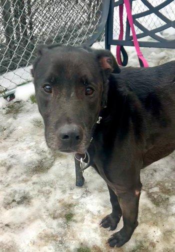 Teddy, a ADOPTABLE mixed breed in Bedford Hills, NY image 4/6