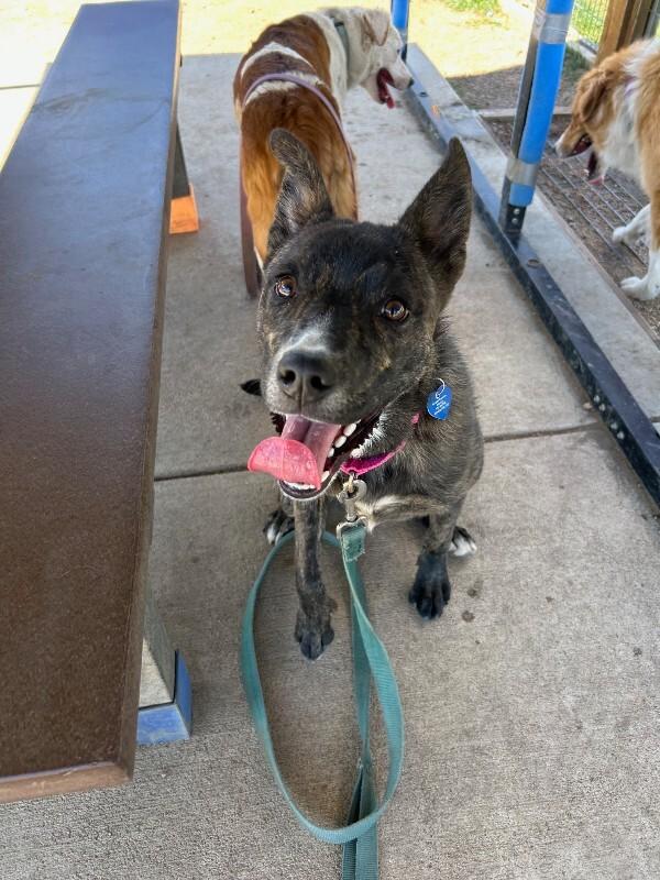 Camembert, Adoptable, Puppy Male Mixed Breed.