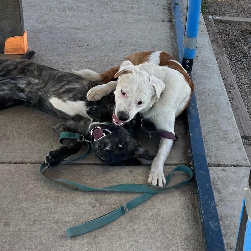 Enlarge Camembert, a Adoptable Mixed Breed in Fort Collins, CO image 2/6