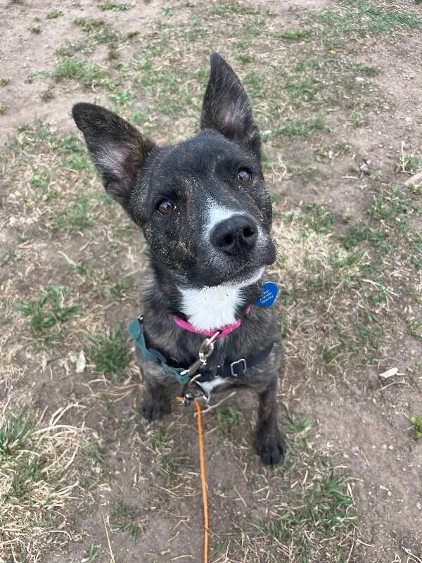 Enlarge Camembert, a Adoptable Mixed Breed in Fort Collins, CO image 3/6