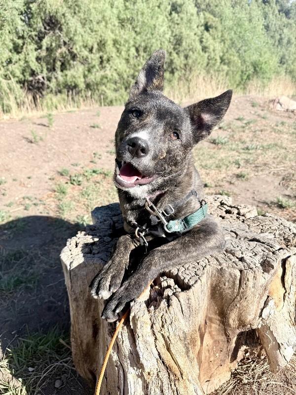 Enlarge Camembert, a Adoptable Mixed Breed in Westminster, CO image 2/6