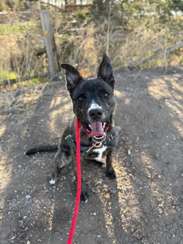 Enlarge Camembert, a Adoptable Mixed Breed in Fort Collins, CO image 4/6