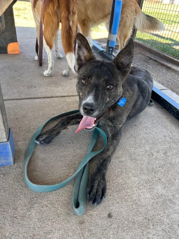 Enlarge Camembert, a Adoptable Mixed Breed in Fort Collins, CO image 5/6