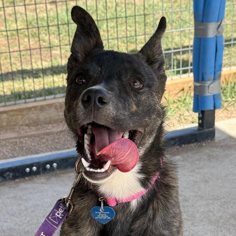Enlarge Camembert, a Adoptable Mixed Breed in Fort Collins, CO image 6/6