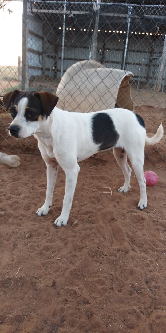 Shera, a Adoptable mixed breed in Anton, TX image 1/6