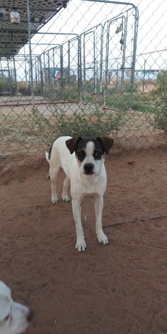 Shera, a Adoptable mixed breed in Anton, TX image 2/6